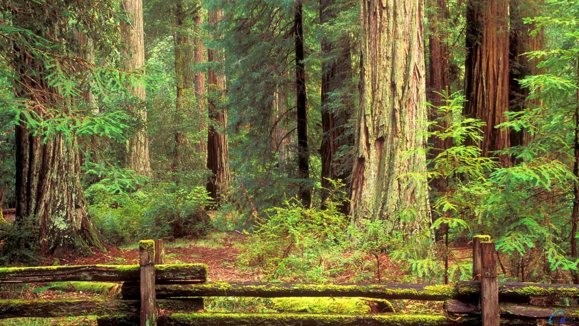 1920x1080 Redwood Forest Wallpaper. Green HD Wallpaper, Desktop