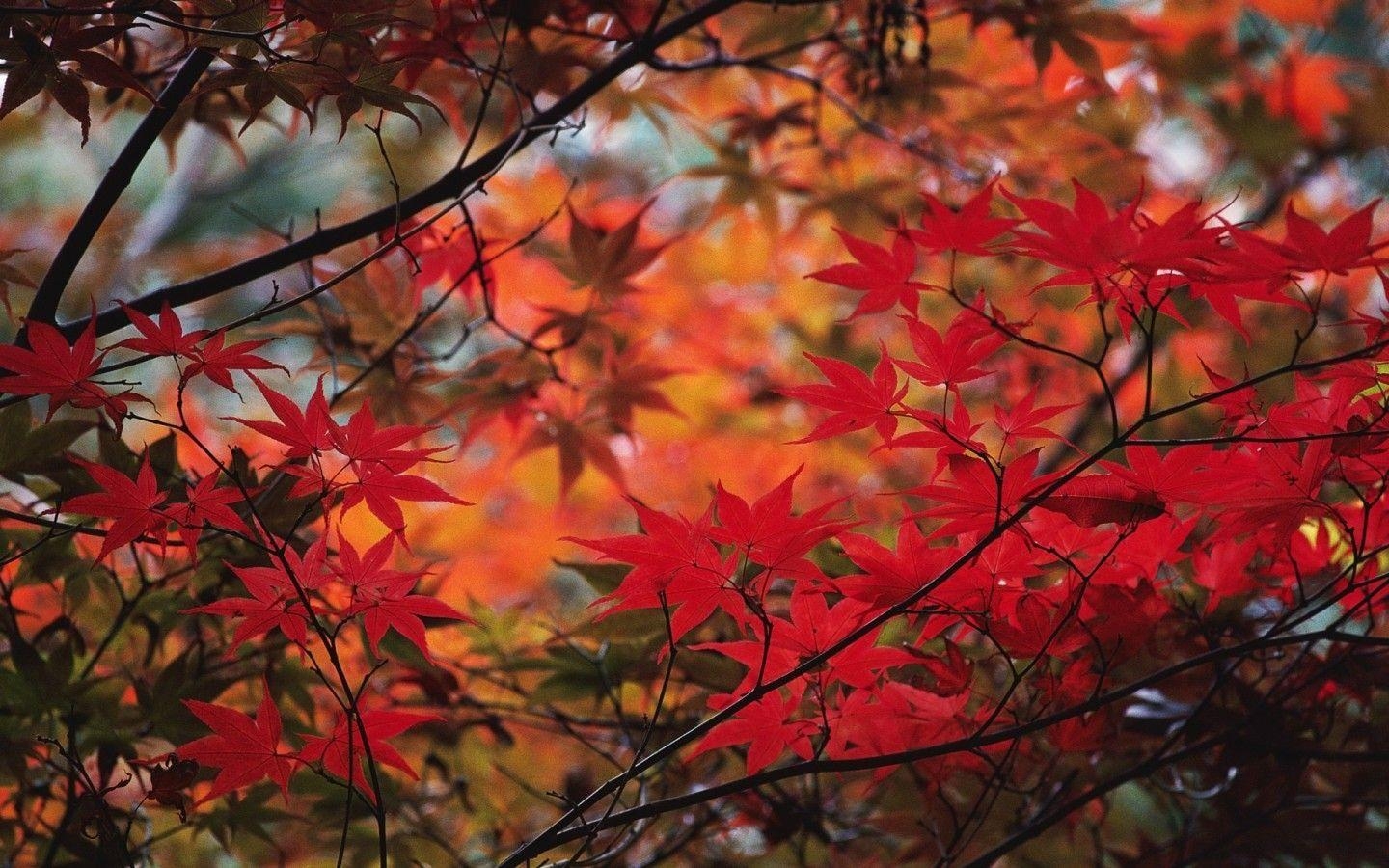 1440x900 Red Oak Leaves widescreen wallpaper. Wide, Desktop