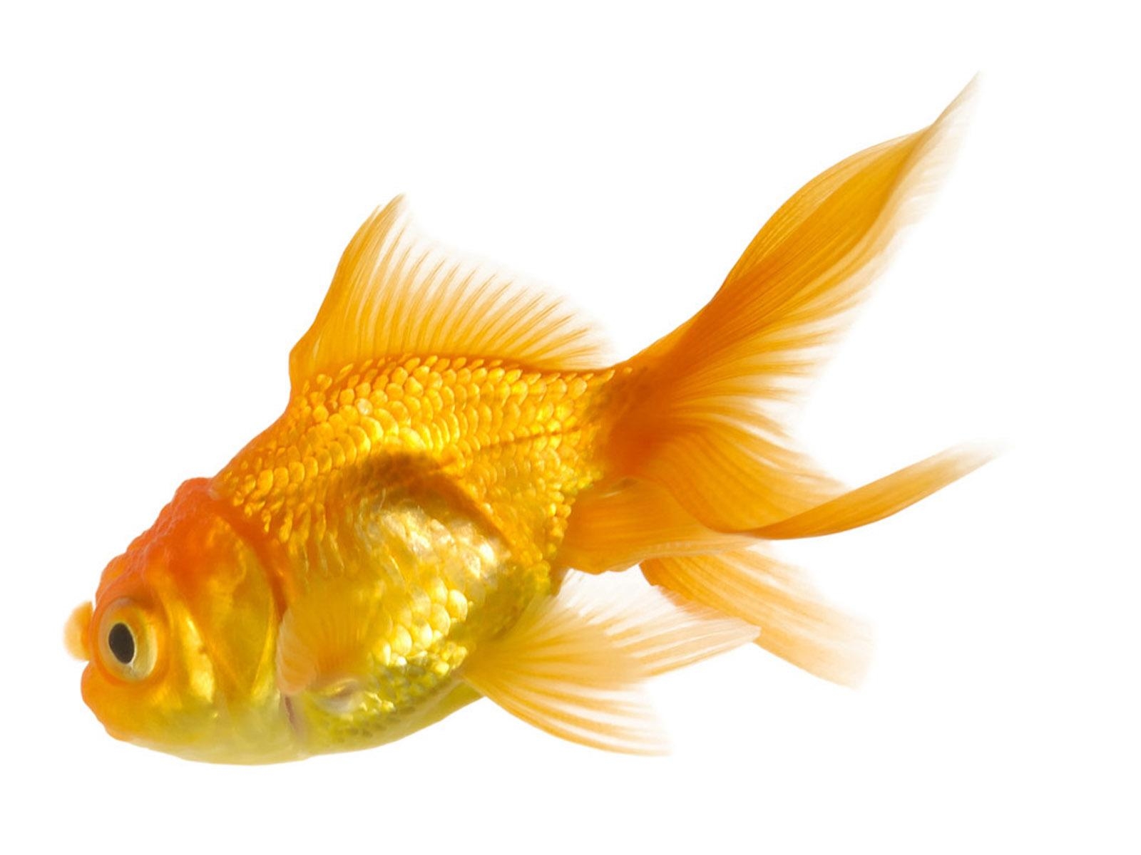 1600x1200 gold fish wallpaper, Desktop