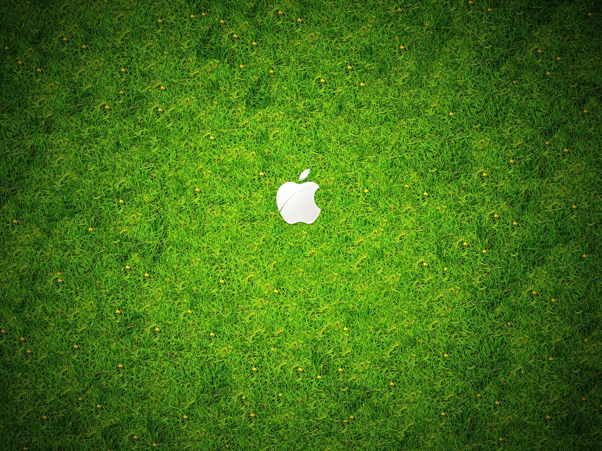 1920x1440 Grass Wallpaper 11 X 1440, Desktop