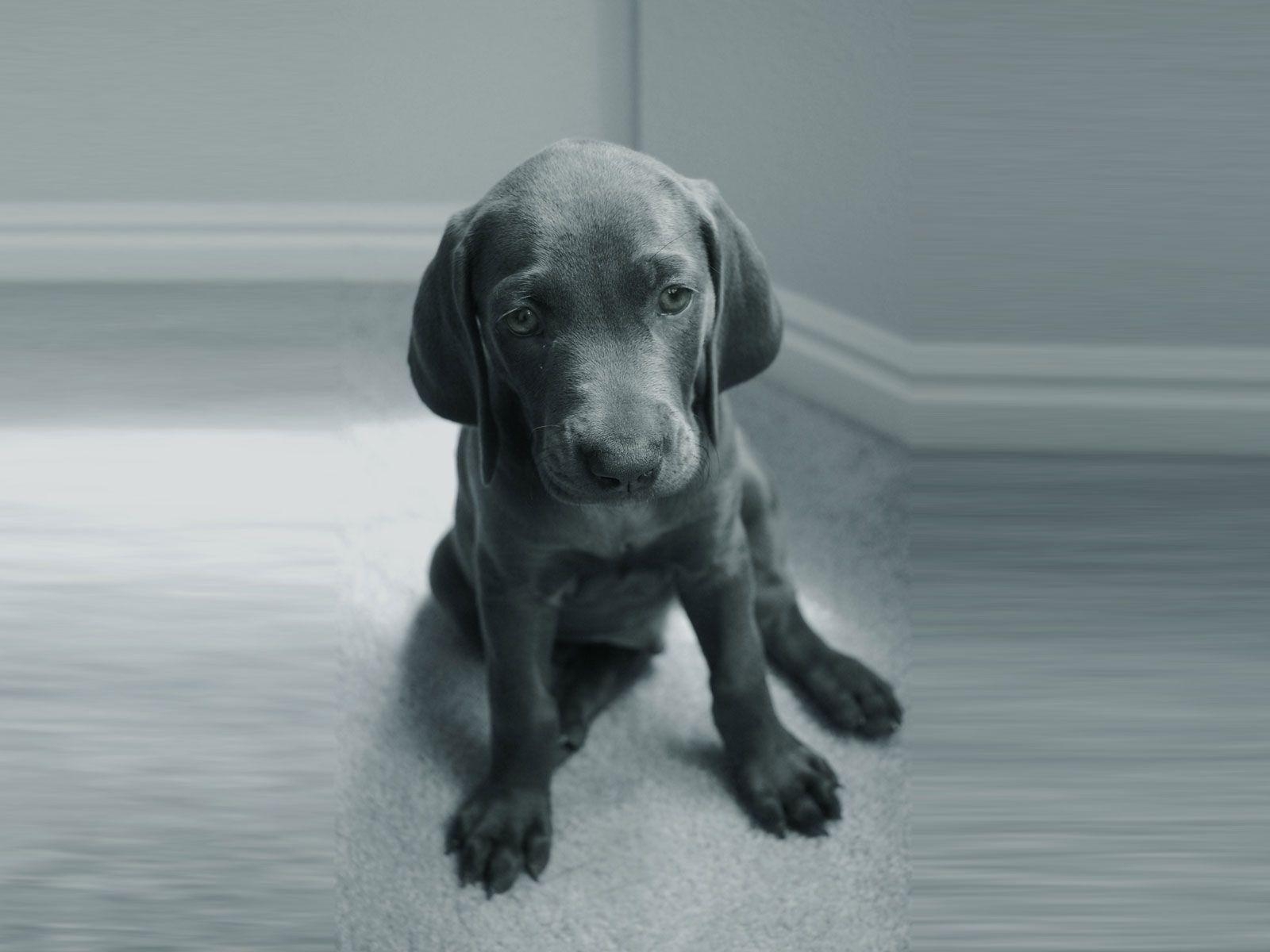 1600x1200 Blue weimaraner young dog wallpaper, Desktop