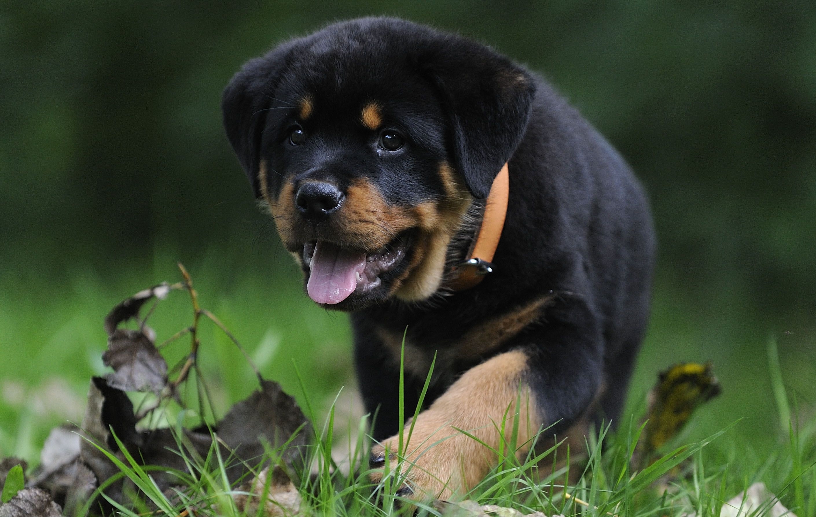 2820x1790 Rottweiler Wallpaper, Picture, Image, Desktop