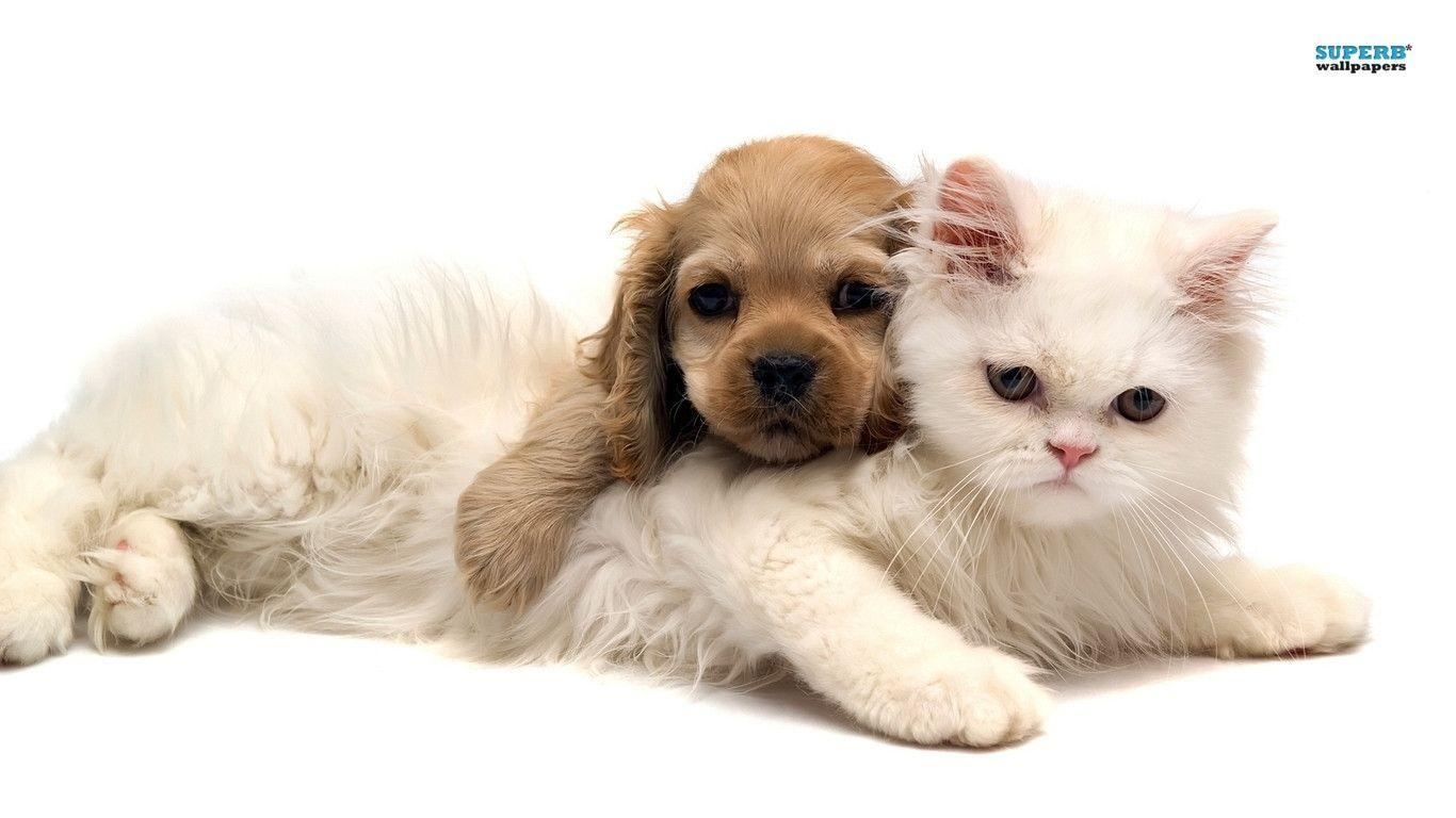 1370x770 Kittens And Puppies Wallpaper, Desktop