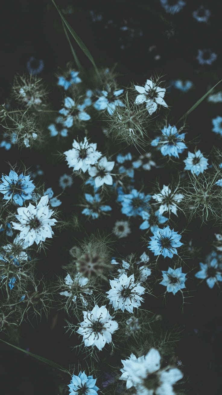 740x1310 Download Blue Flowers In The Dark Wallpaper, Phone