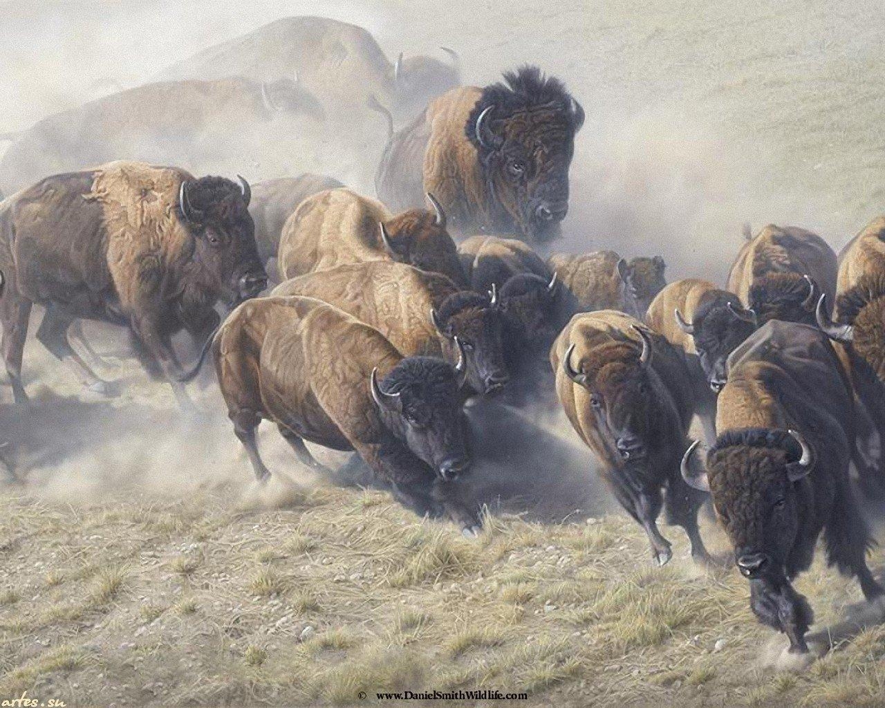 1280x1030 Buffalo wallpaper  desktop background, Desktop