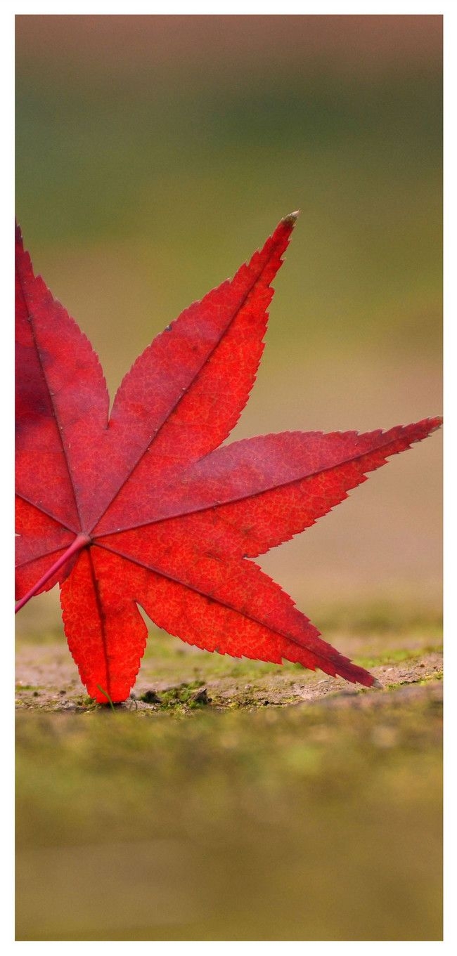 650x1370 Maple Leaf Mobile Wallpaper background.lovepik.com, Phone