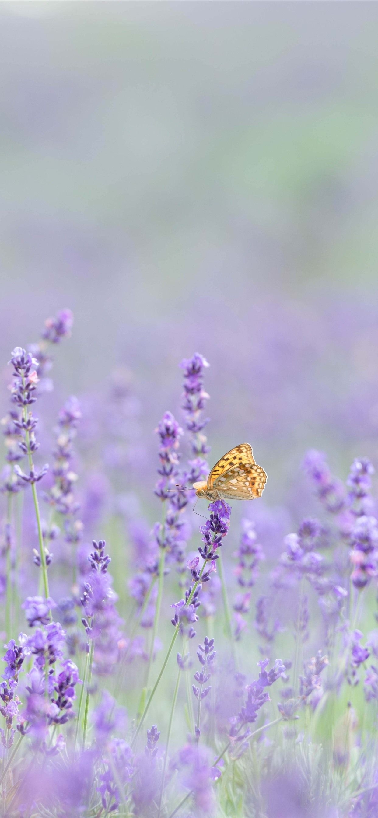 1250x2690 Lavender iPhone Wallpaper Free Lavender iPhone Background, Phone