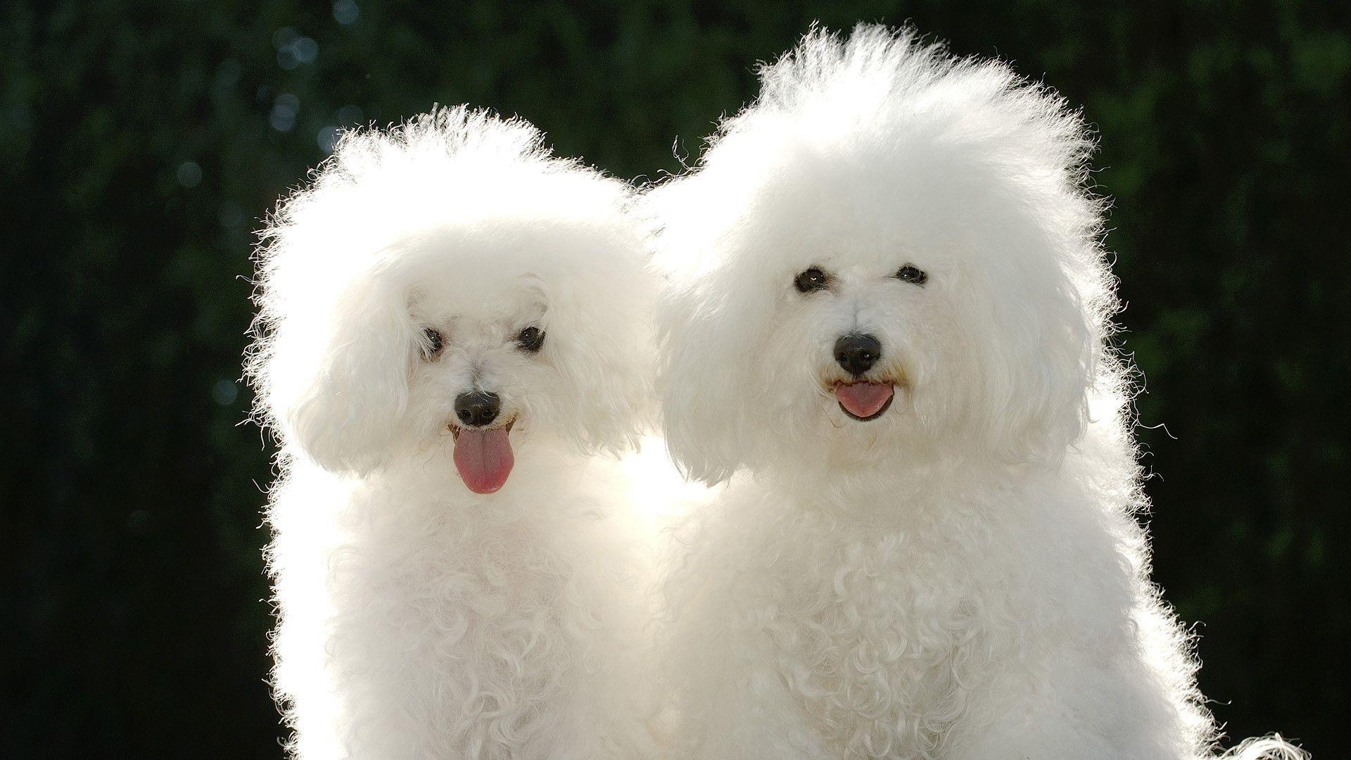 1920x1080 Beautiful White Dogs Wallpaper, Desktop