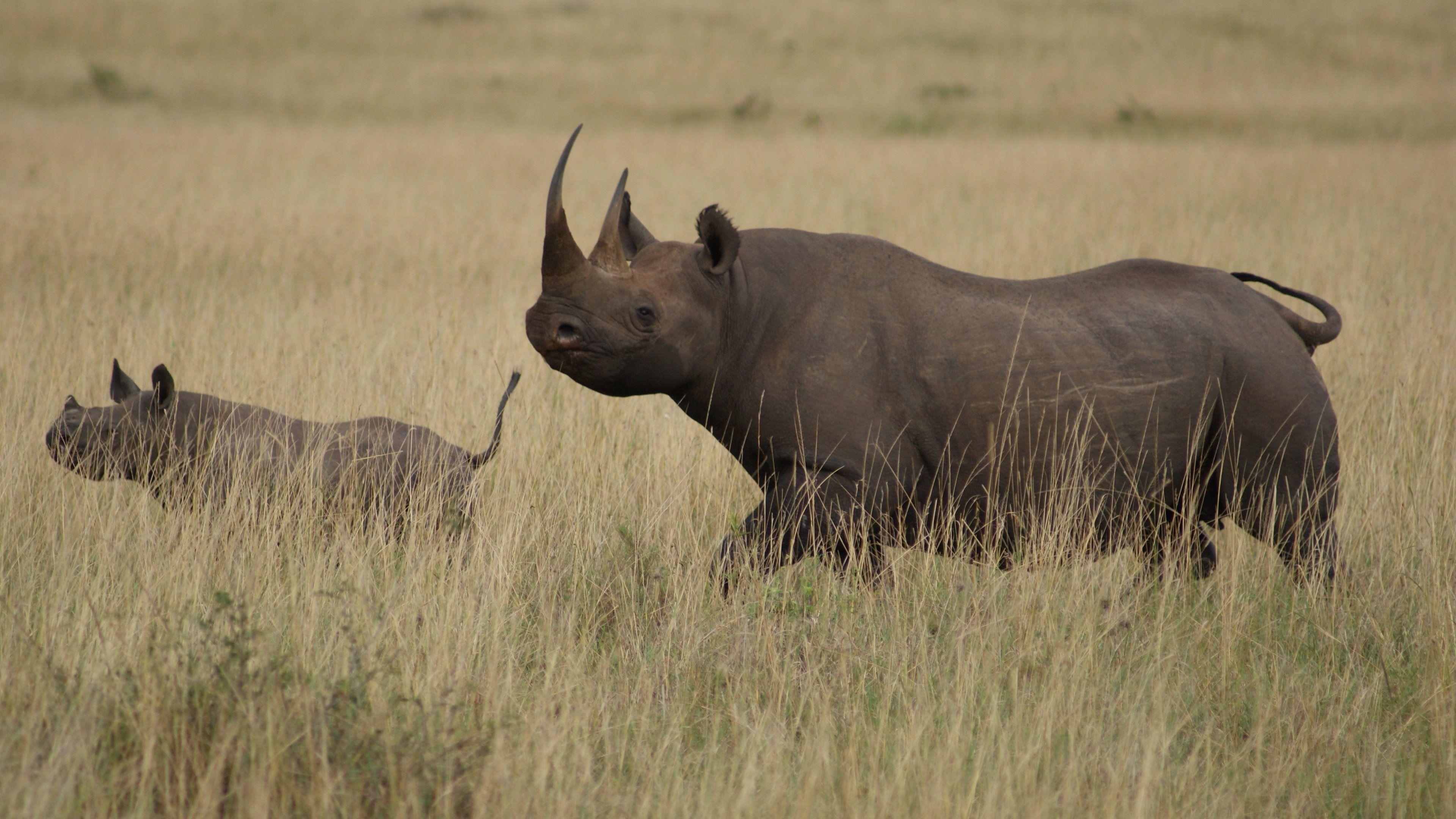 3840x2160 Rhinoceros. HD Wallpaper · 4K, Desktop