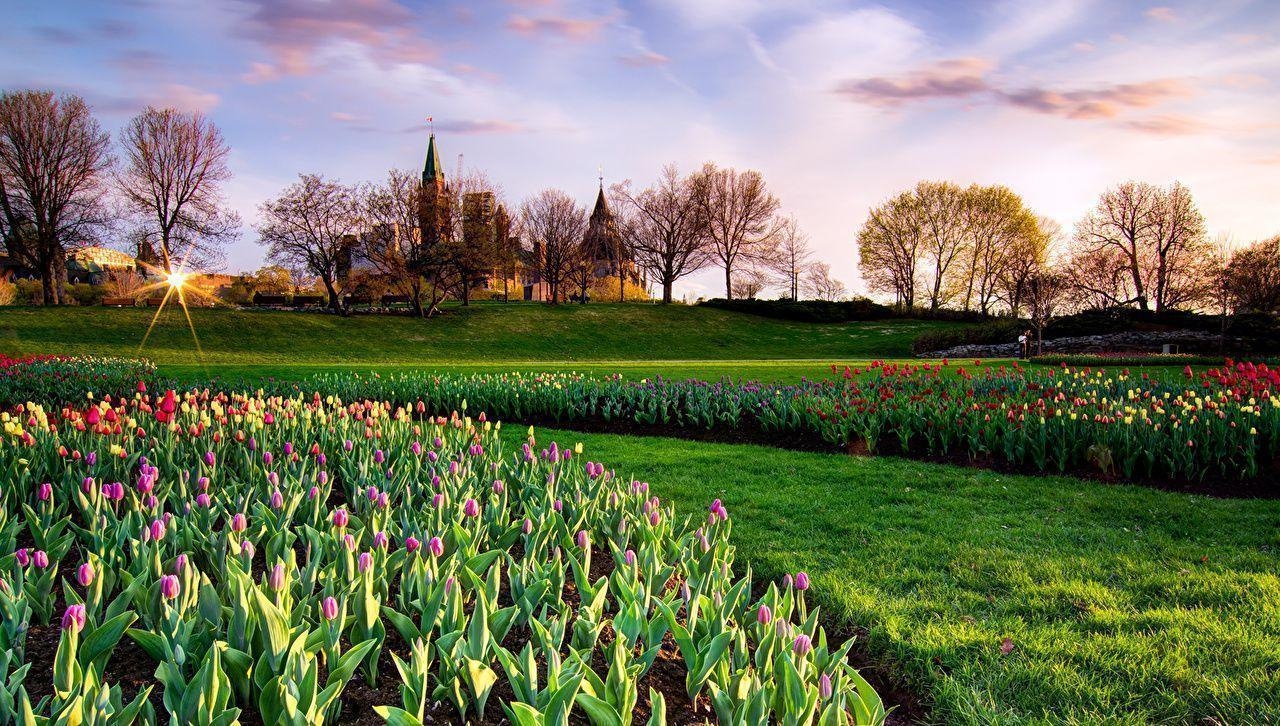 1280x730 Wallpaper Canada Parks Tulips Sky Ottawa Ontario Lawn Trees, Desktop