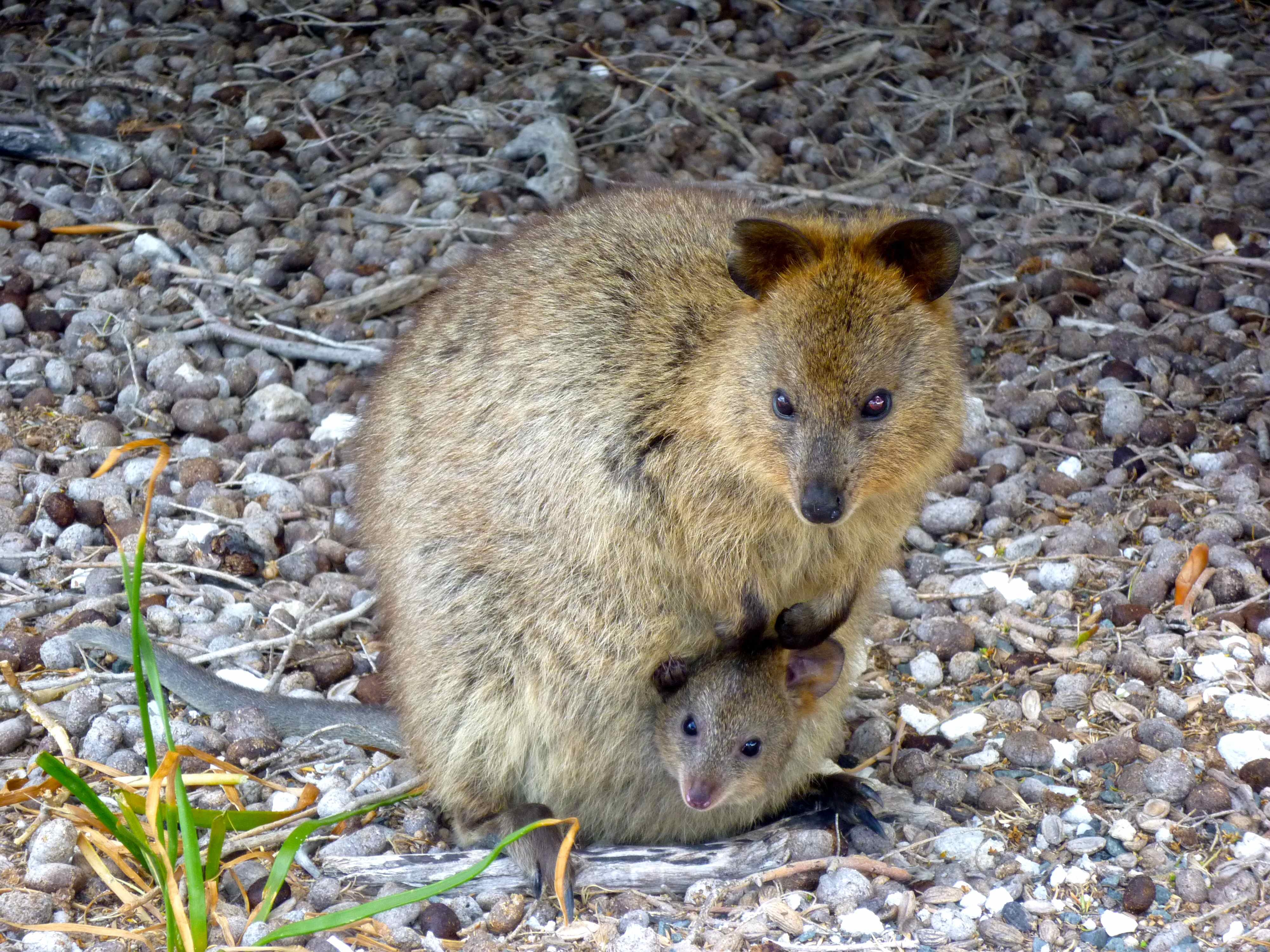 4000x3000 Quokka HD Wallpaper and Background Image, Desktop