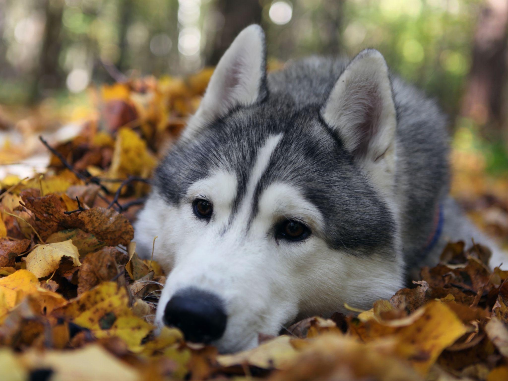 2050x1540 Baby Siberian Husky Wallpaper, Desktop