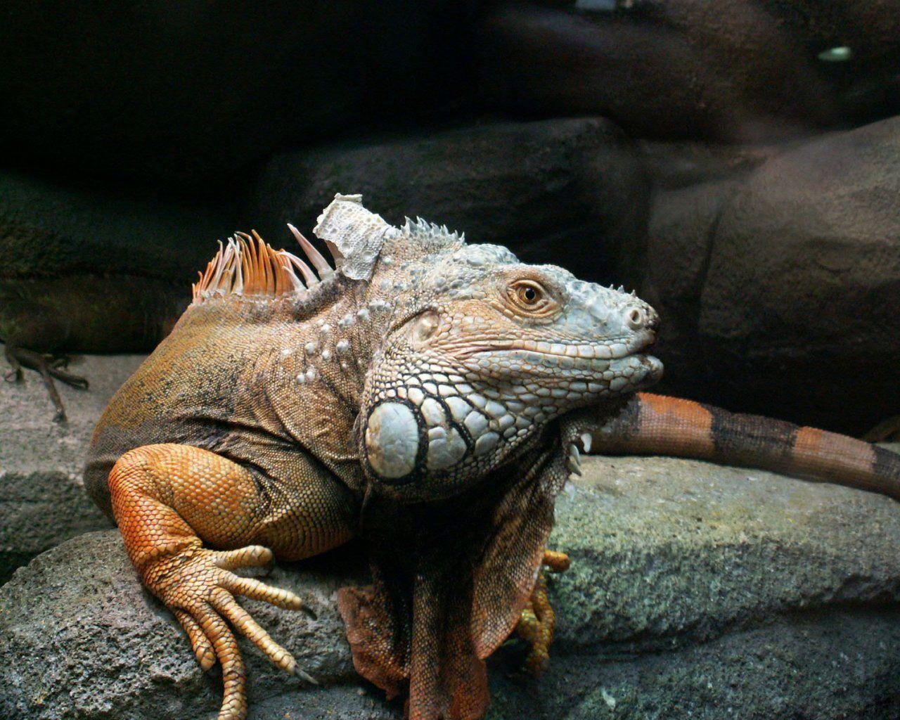 1280x1030 Iguanas image Iguana HD wallpaper and background photo, Desktop