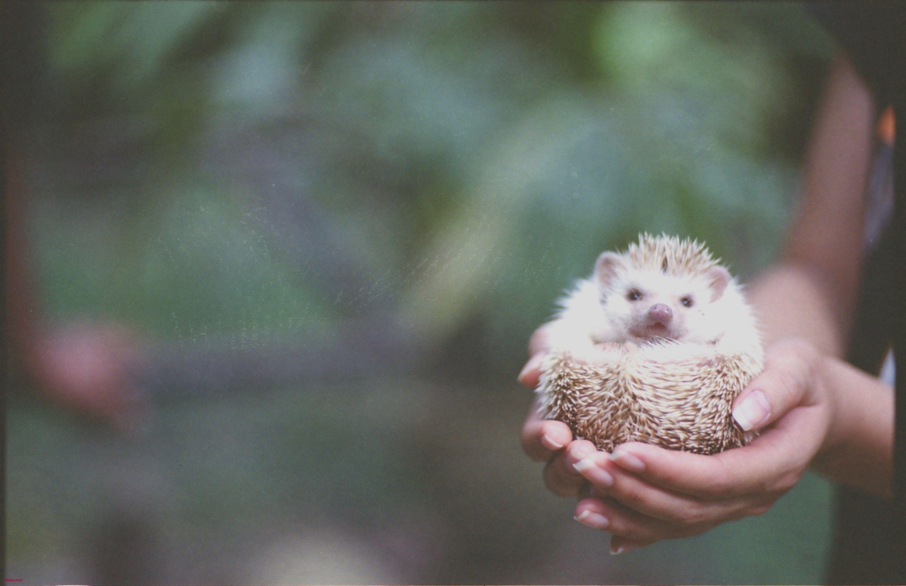 3150x2040 Hedgehog Wallpaper How to Keep African Pygmy Hedgehogs as Pets, Desktop