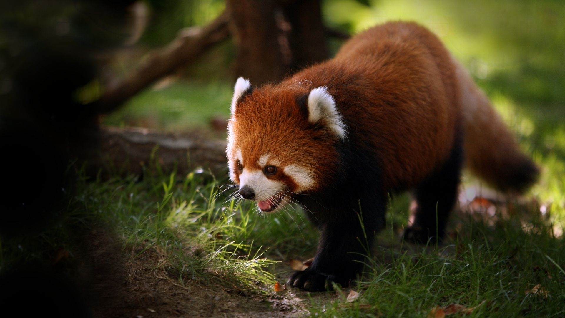 1920x1080 Free download Description Red Panda HD Wallpaper is a hi res Wallpaper for pc [] for your Desktop, Mobile & Tablet. Explore Red Panda Wallpaper. Red Panda Wallpaper HD, Desktop