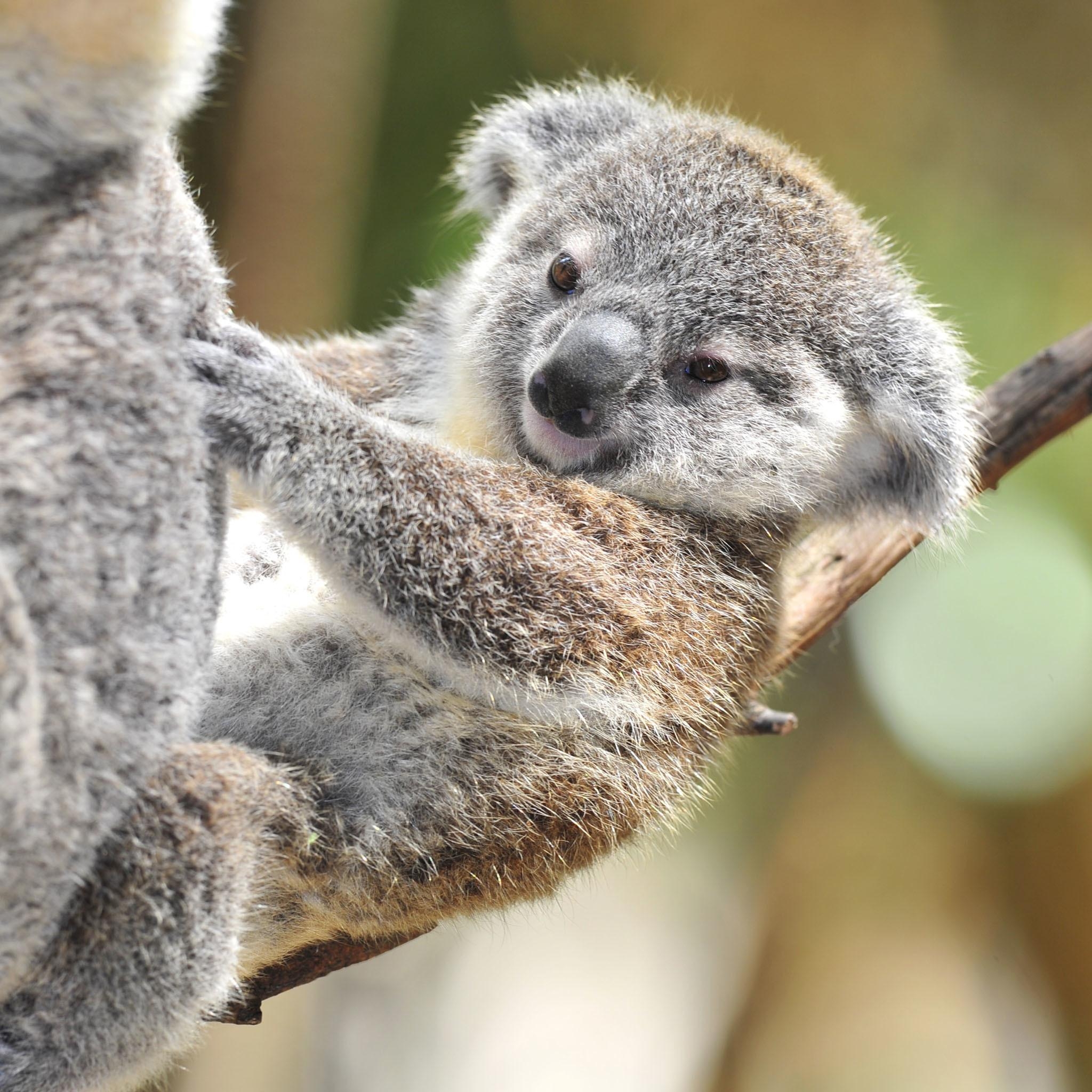 2050x2050 Cute Newborn Baby Koala Wallpaper, Phone