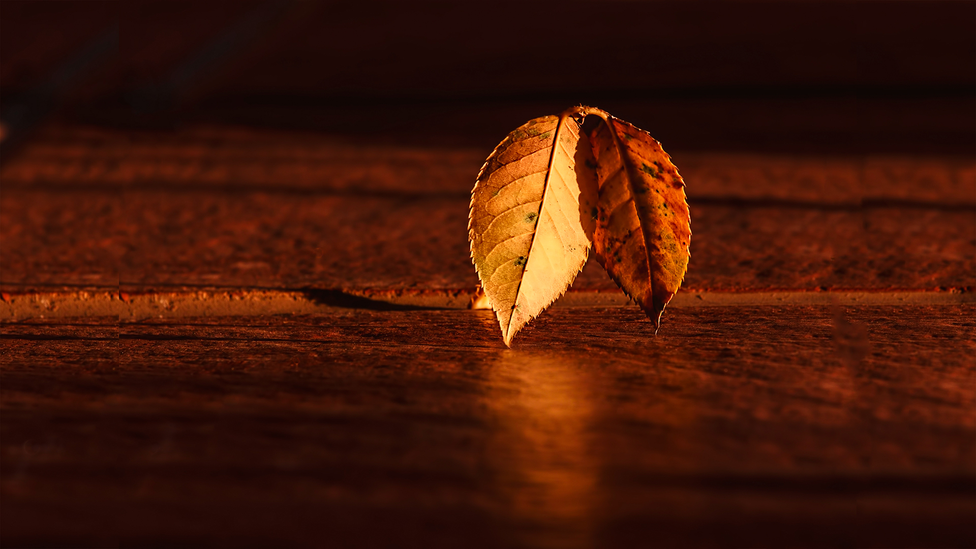 1920x1080 Fall Morning Wallpaper For Chromebook, Desktop