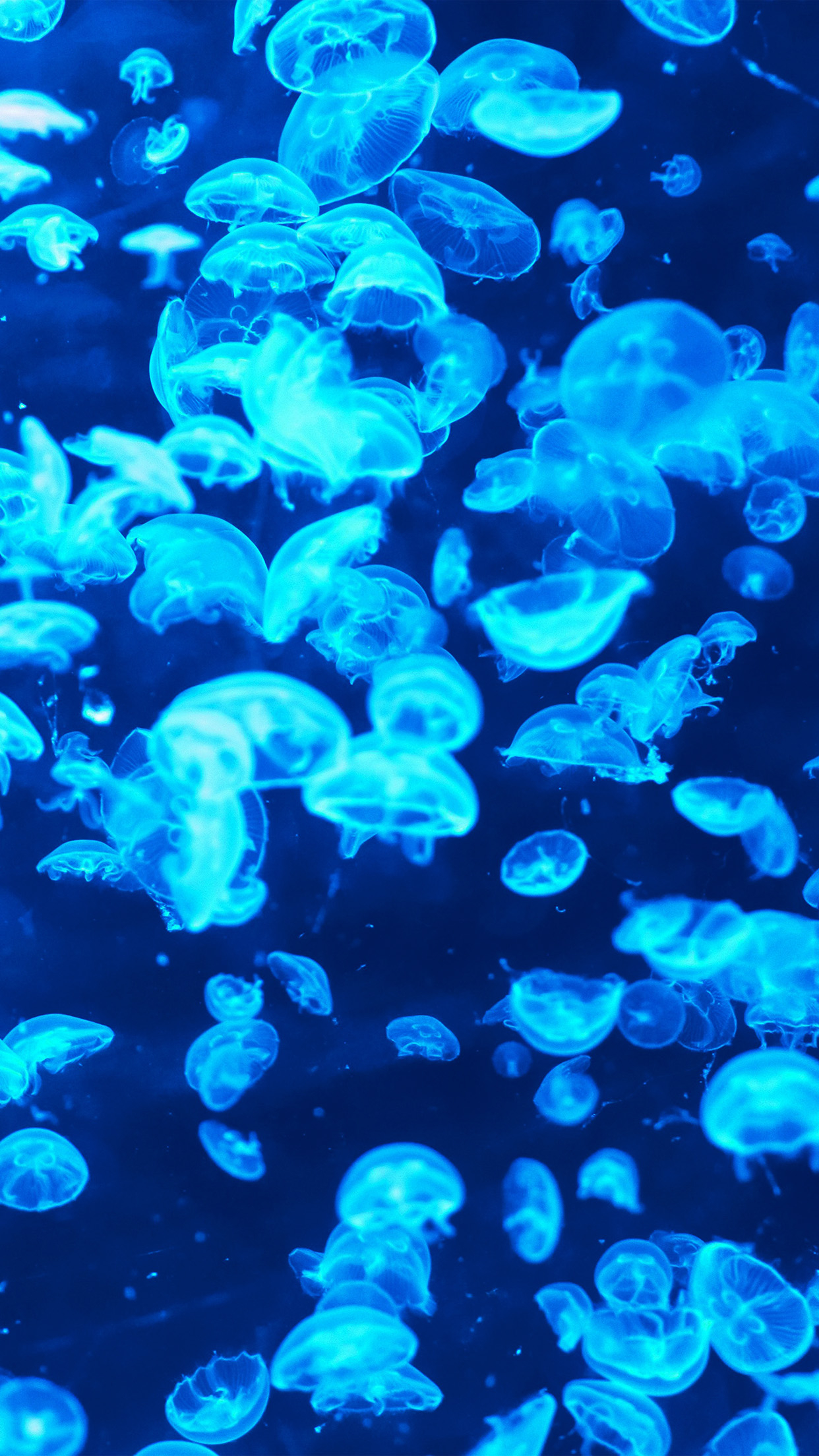 1250x2210 iPhone 6 wallpaper. animal sea ocean blue jellyfish pattern lot, Phone