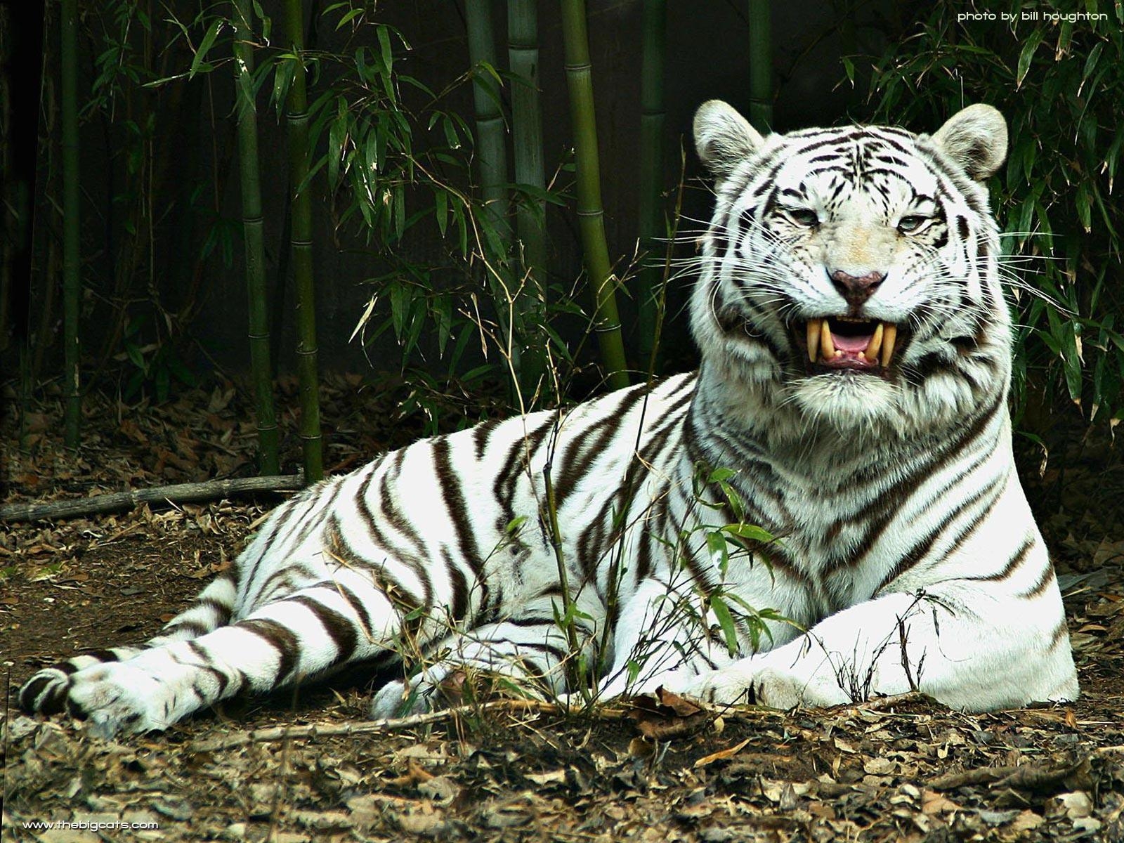 1600x1200 White Tiger Wallpaper. White Tiger Background, Desktop