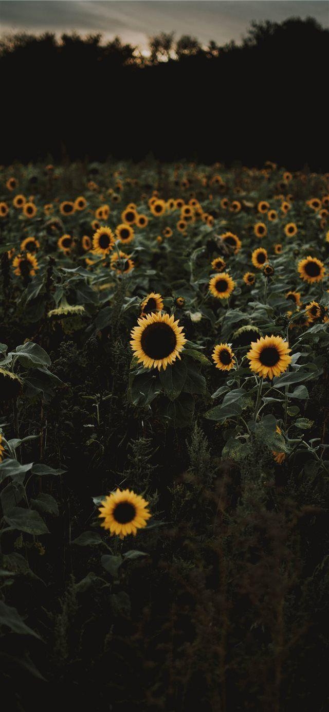 640x1390 The road to freedom is bordered with sunflowers iPhone X wallpaper, Phone