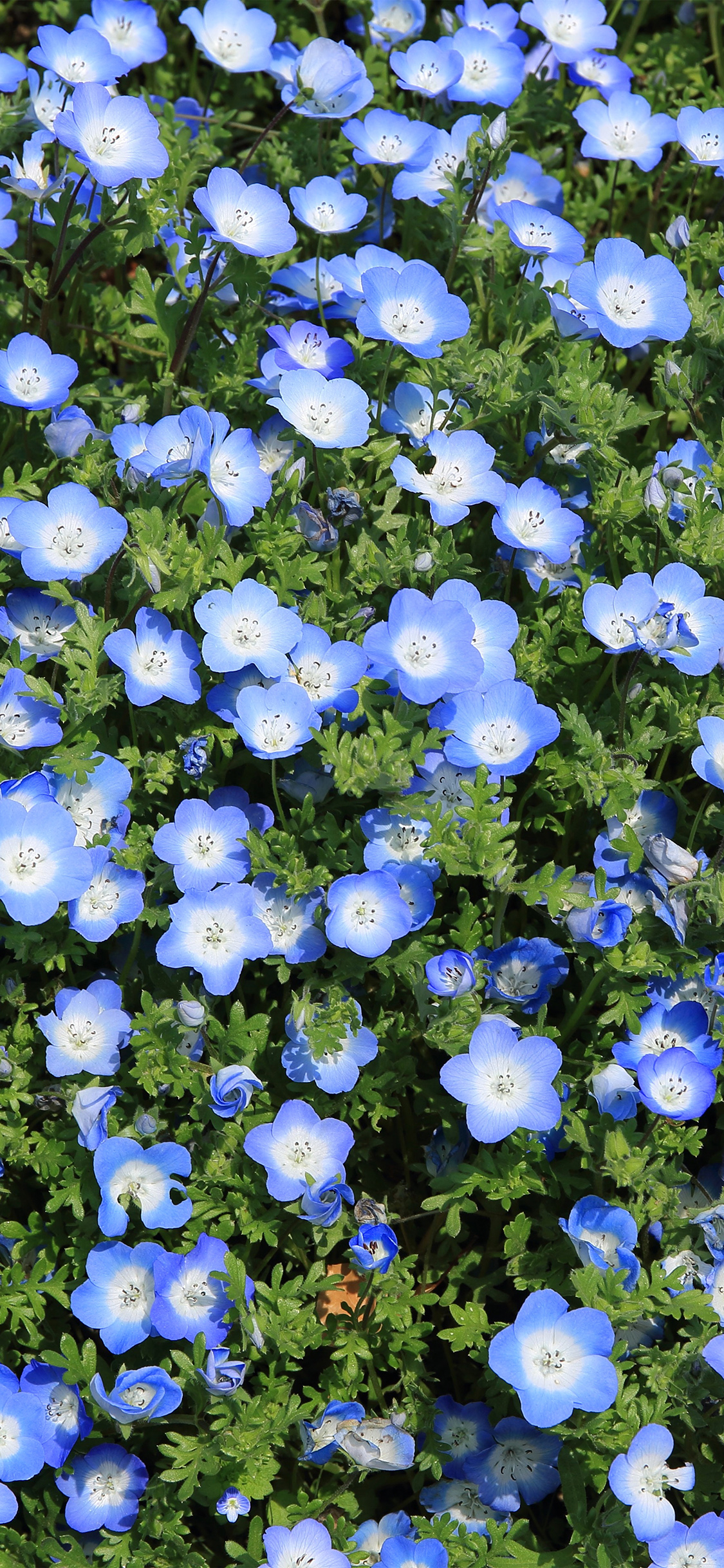 1130x2440 Flower Spring Blue Nature Wallpaper, Phone