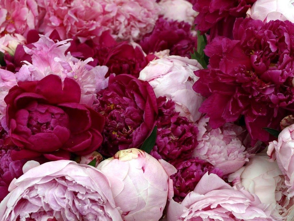 1030x770 Peonies Wallpaper Desktop Background, Desktop