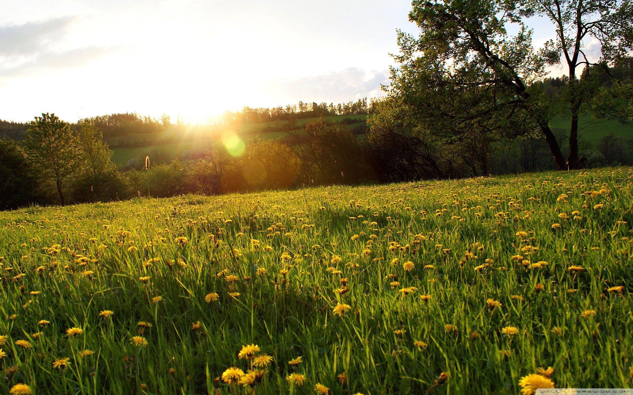 2560x1600 Spring Meadow HD desktop wallpaper, High Definition, Fullscreen, Desktop