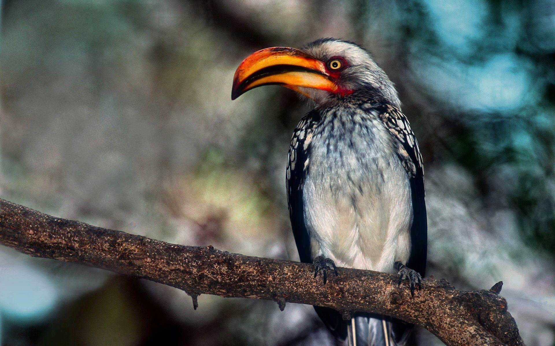 1920x1200 Hornbill HD Wallpaper and Background Image, Desktop