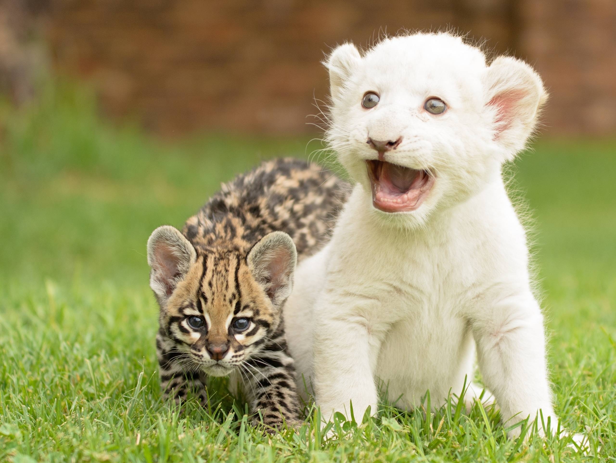 2560x1930 kittens cubs wallpaper, lion, ocelot, a wildcat, Desktop