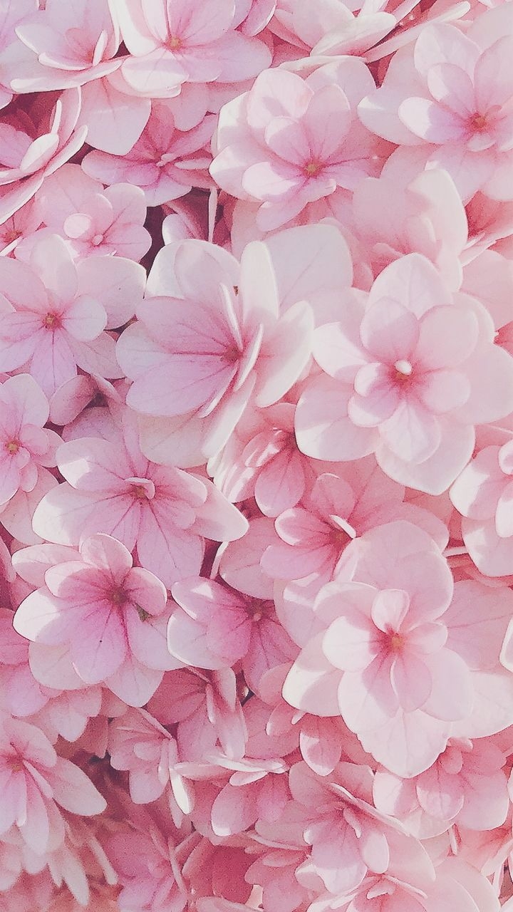 720x1280 random aesthetics & photography. Pink flowers wallpaper, Flower iphone wallpaper, Flowery wallpaper, Phone