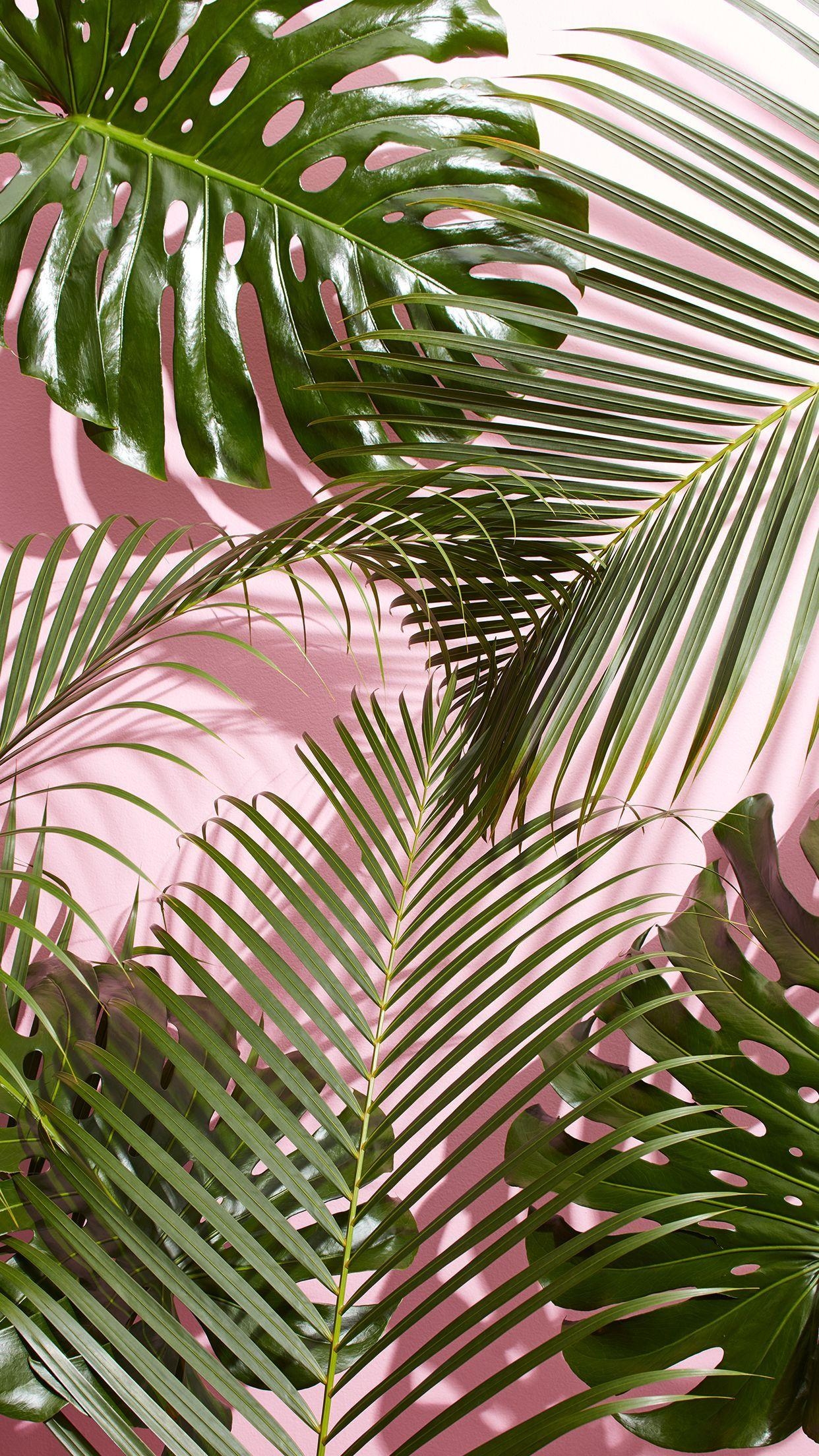 1250x2210 Palm Leaves iPhone Wallpaper Free Palm Leaves iPhone Background, Phone