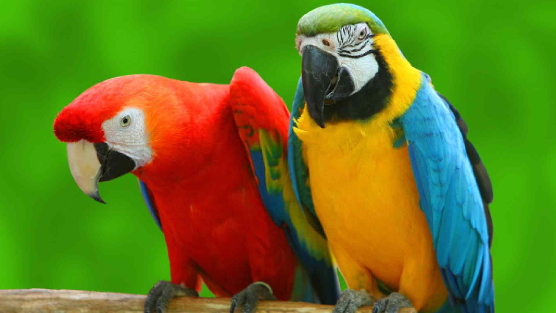 1920x1080 Free Download Incredible Wallpaper, 26 Parrot 4K Ultra HD Wallpaper, Desktop