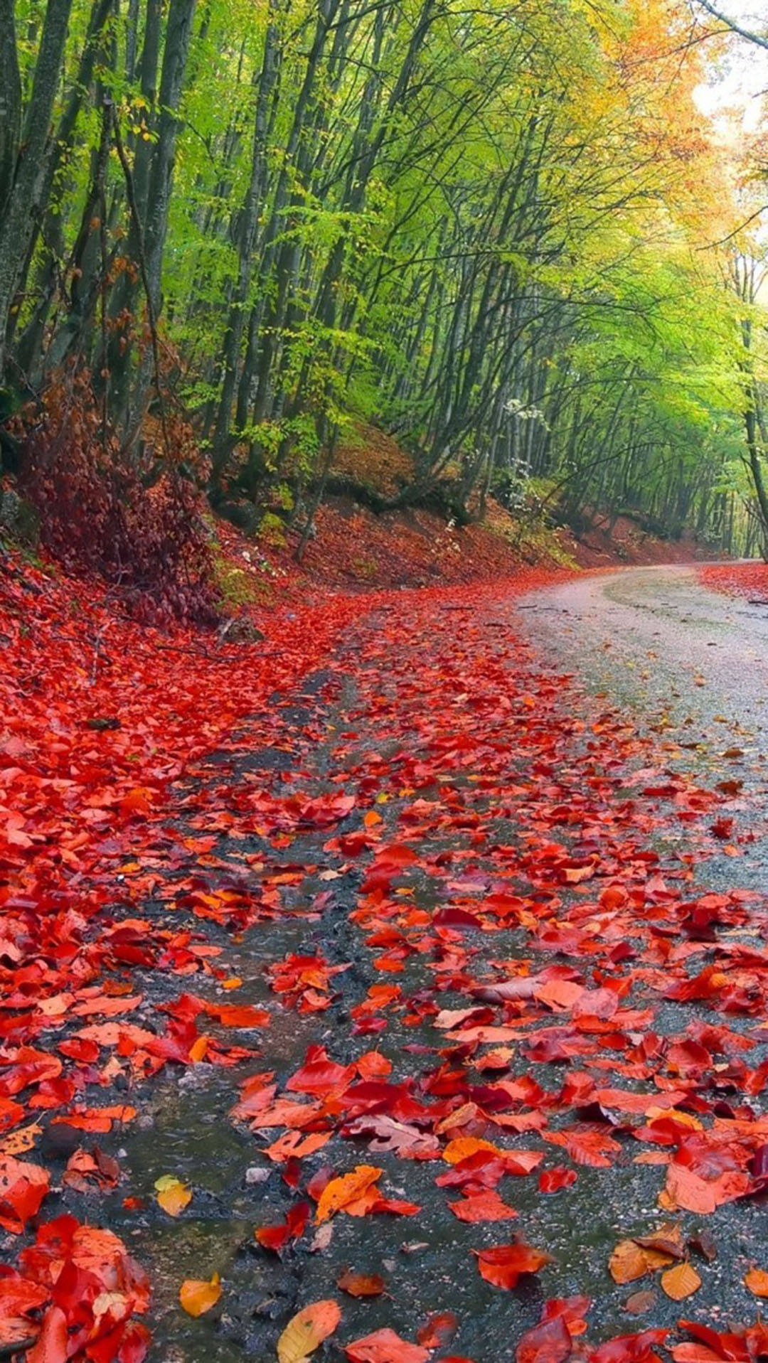 1080x1920 Download Autumn iPhone Rainy Forest Red Foliage Wallpaper, Phone