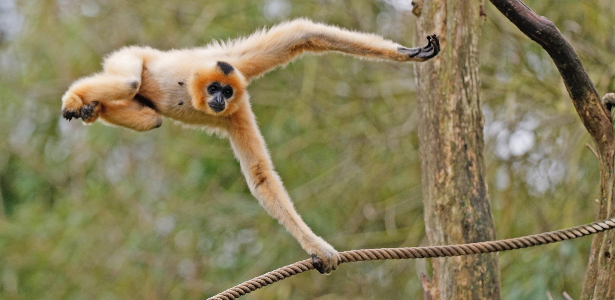 2050x1000 Gibbon Wallpaper High Quality, Dual Screen