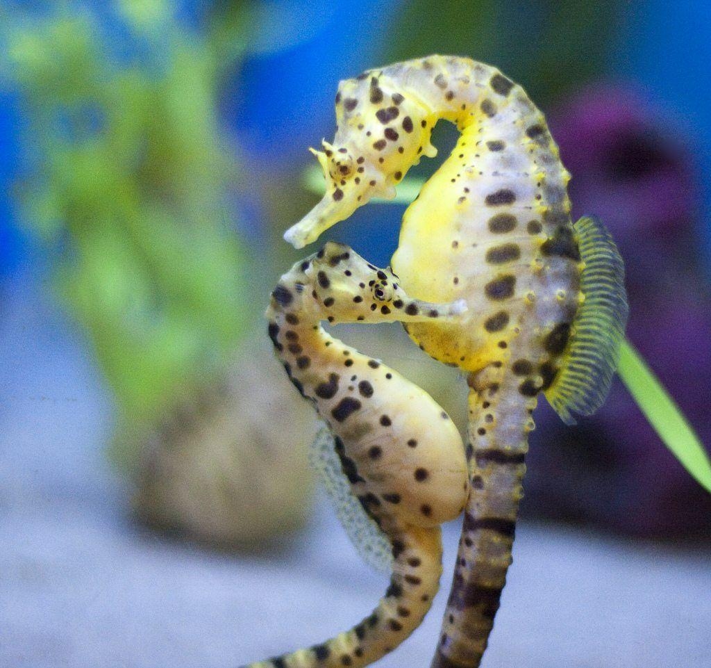 1030x970 Sea Horse Wallpaper 5, Desktop