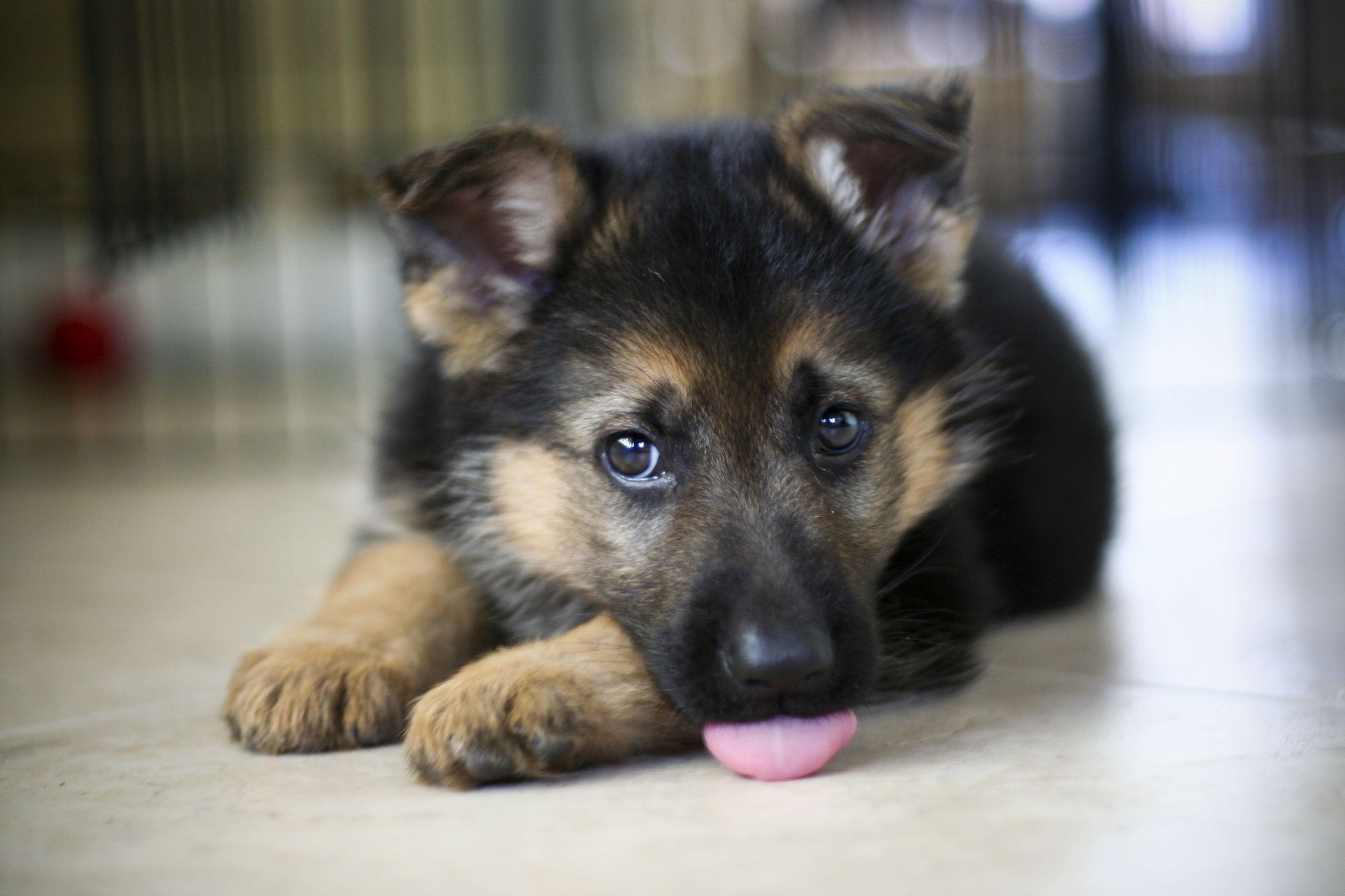 3460x2310 German Shepherd Puppies, Desktop