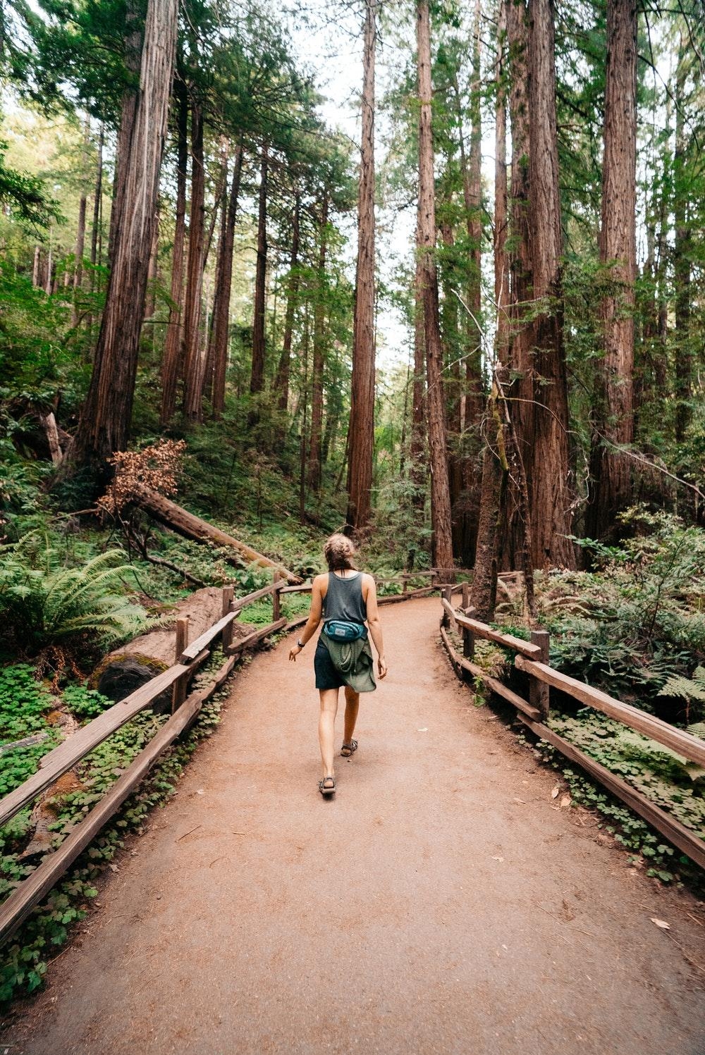 1000x1500 Muir Woods National Monument, Mill Valley, United States Picture, Phone