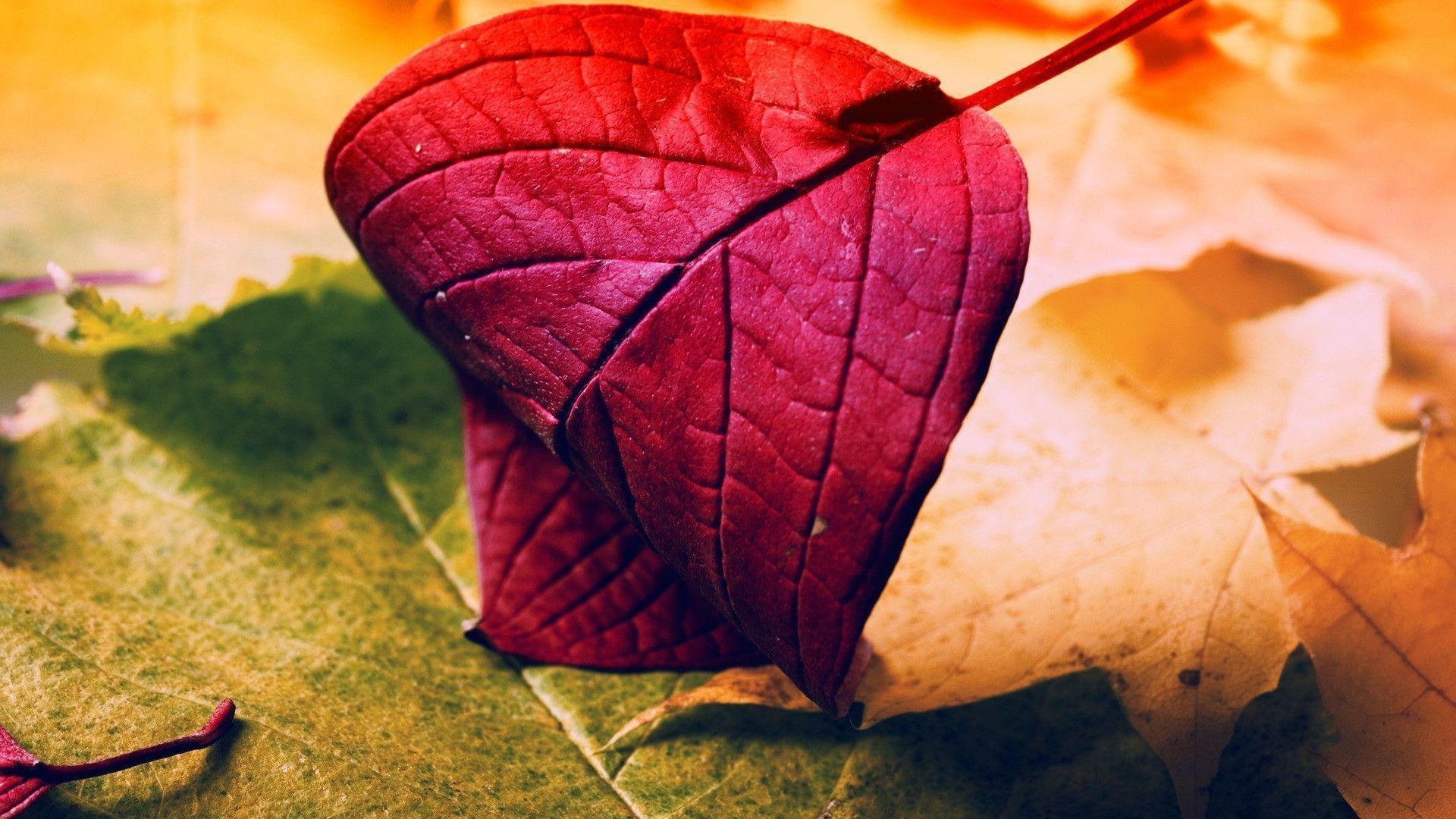 1920x1080 HD Red Leaf Wallpaper, Desktop