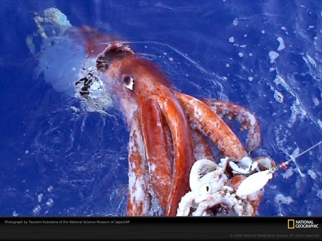 1030x770 Giant Squid Wallpaper, Desktop