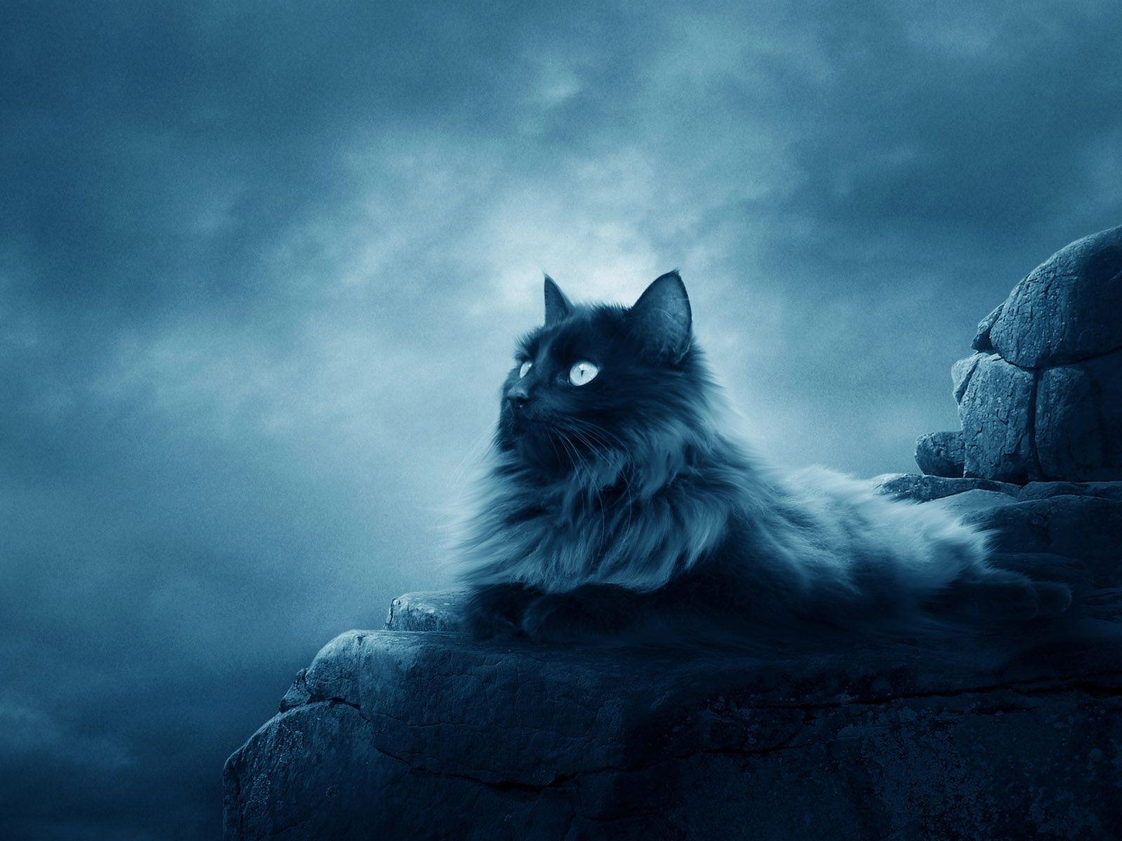 1600x1200 Warrior Cat HD Wallpaper PX Warrior Cats Wallpaper, Desktop