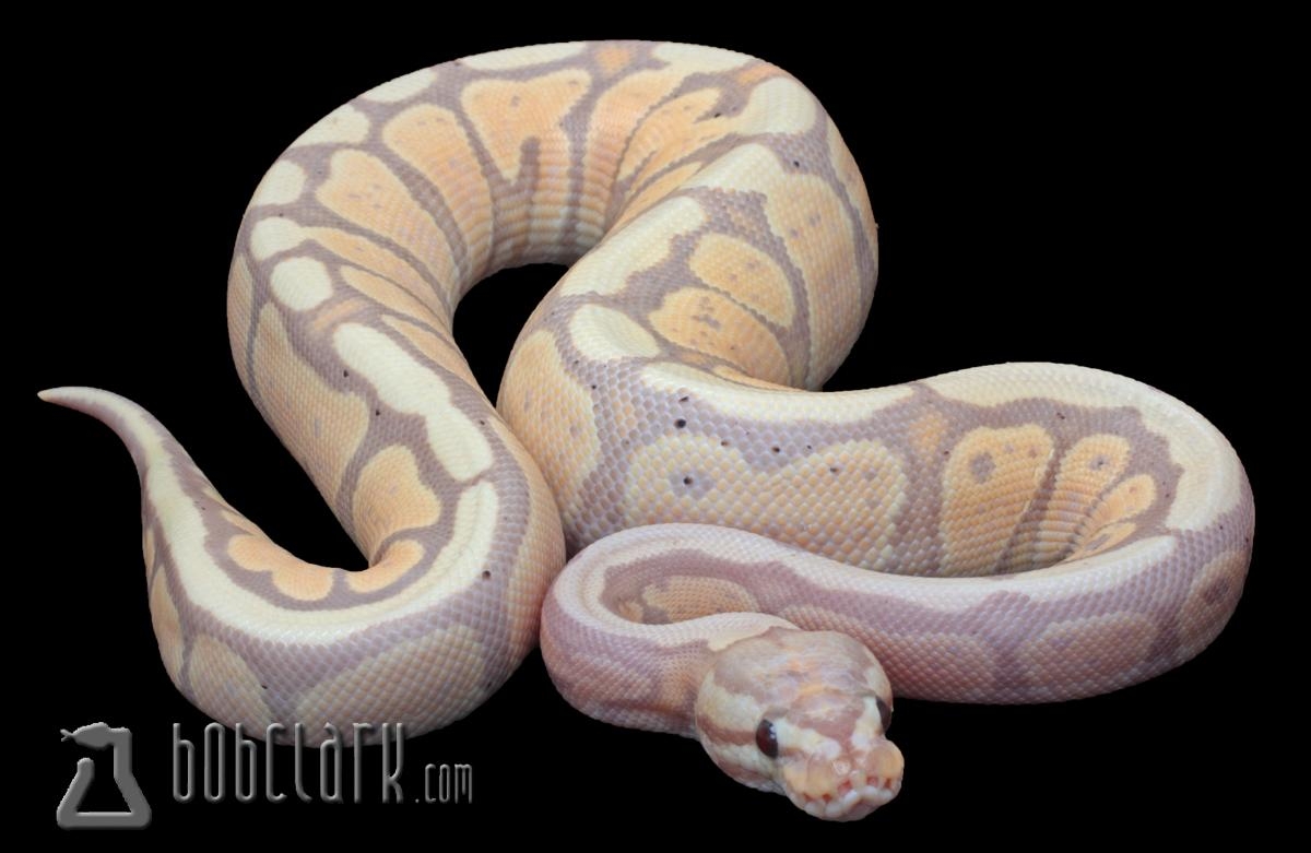 1200x790 Bob Clark Ball Pythons, Desktop