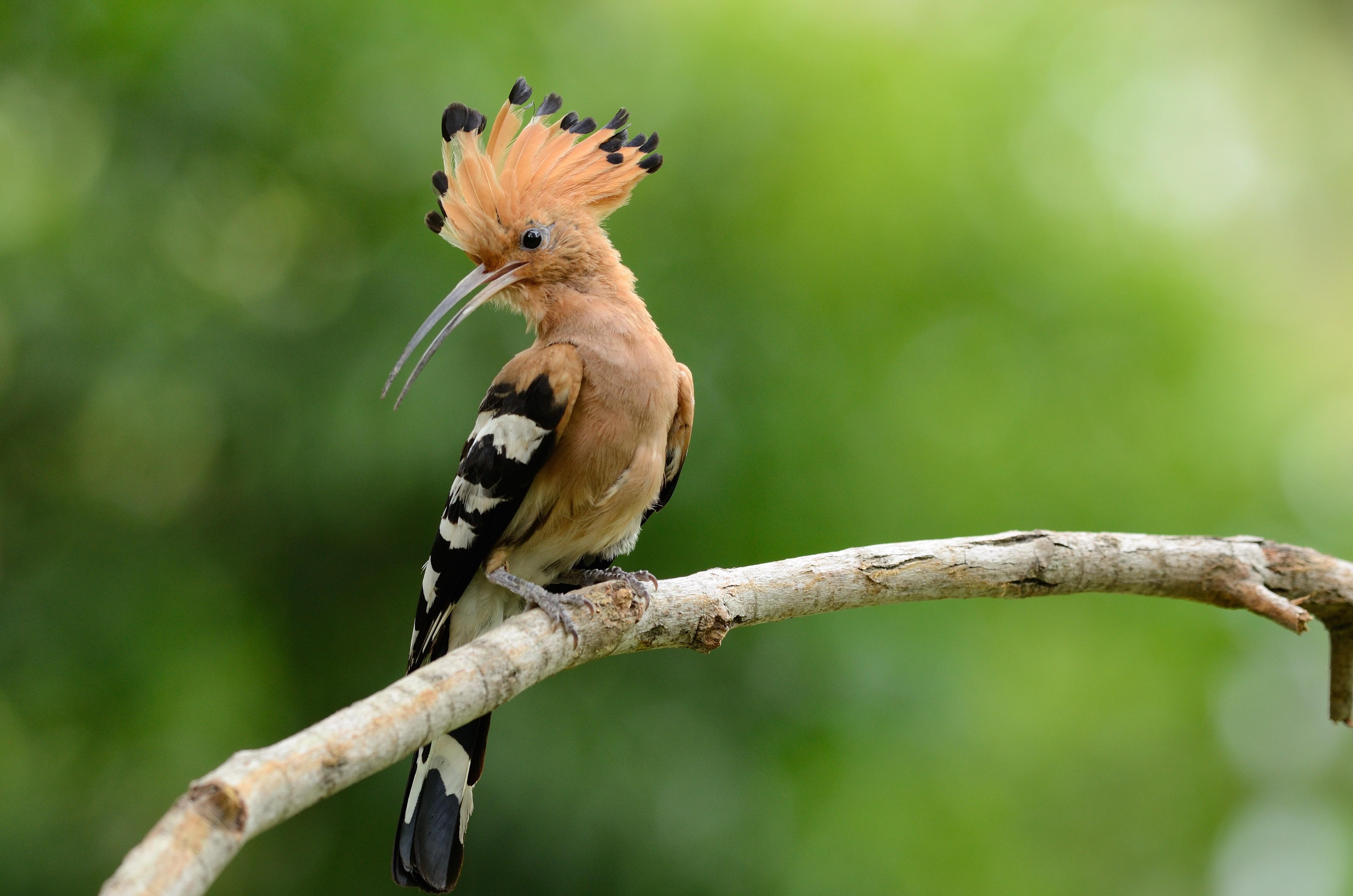 4930x3270 Wallpaper hoopoe, bird, 4k, Animals, Desktop