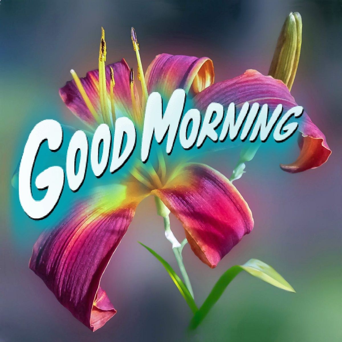 1200x1200 Good Morning Flower Image Free Download Morning Wallpaper & Background Download, Phone