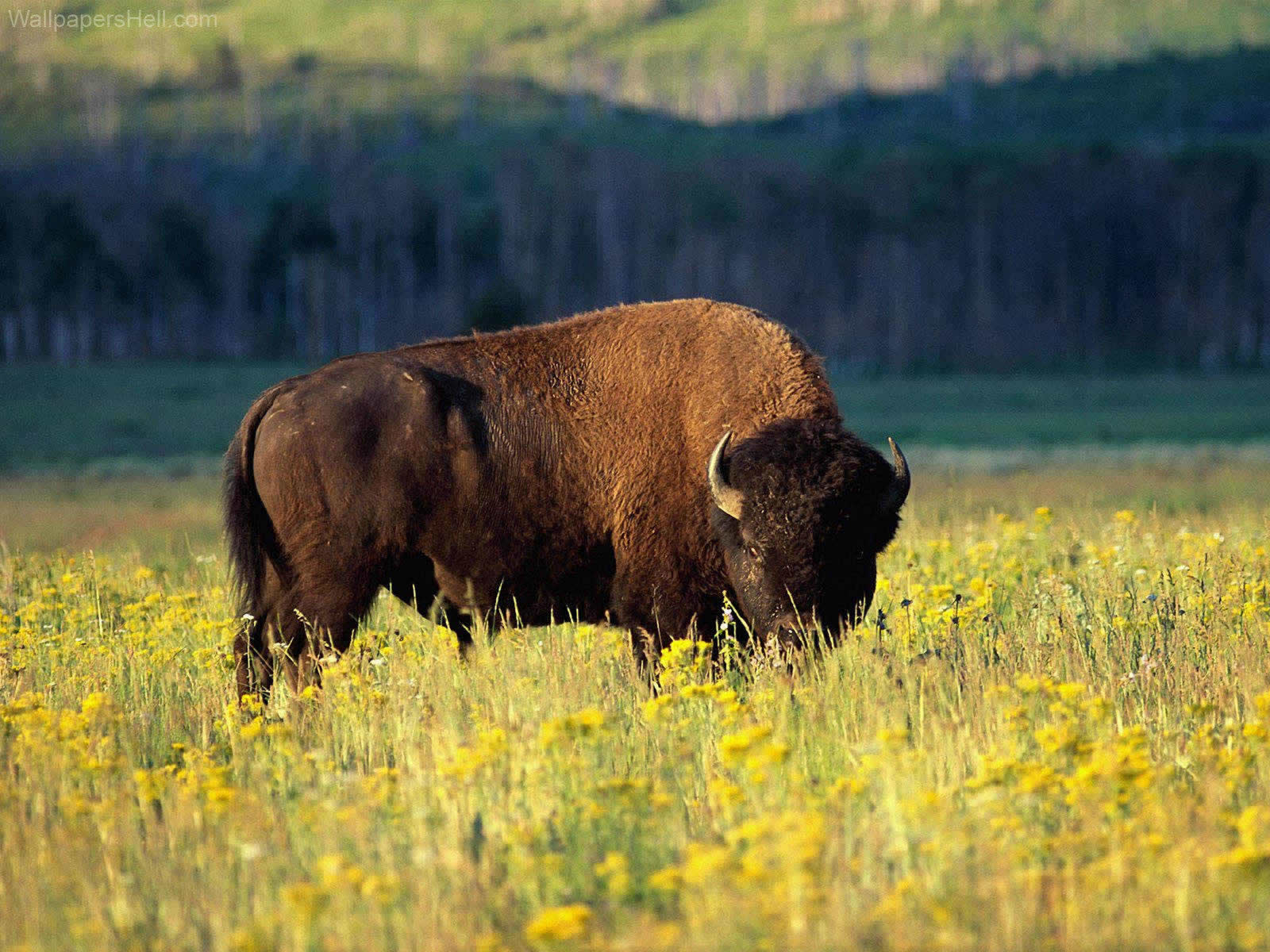 1600x1200 buffalo wallpaper download. Desktop Background for Free HD, Desktop