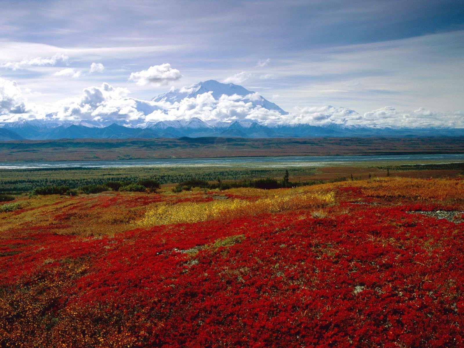 1600x1200 Brilliant Colors of Denali National Park, Alaska. Nature Desktop, Desktop