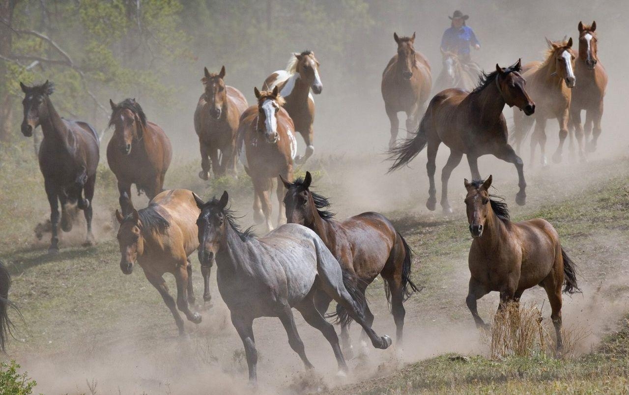 1280x810 Running horses wallpaper. Running horses, Desktop