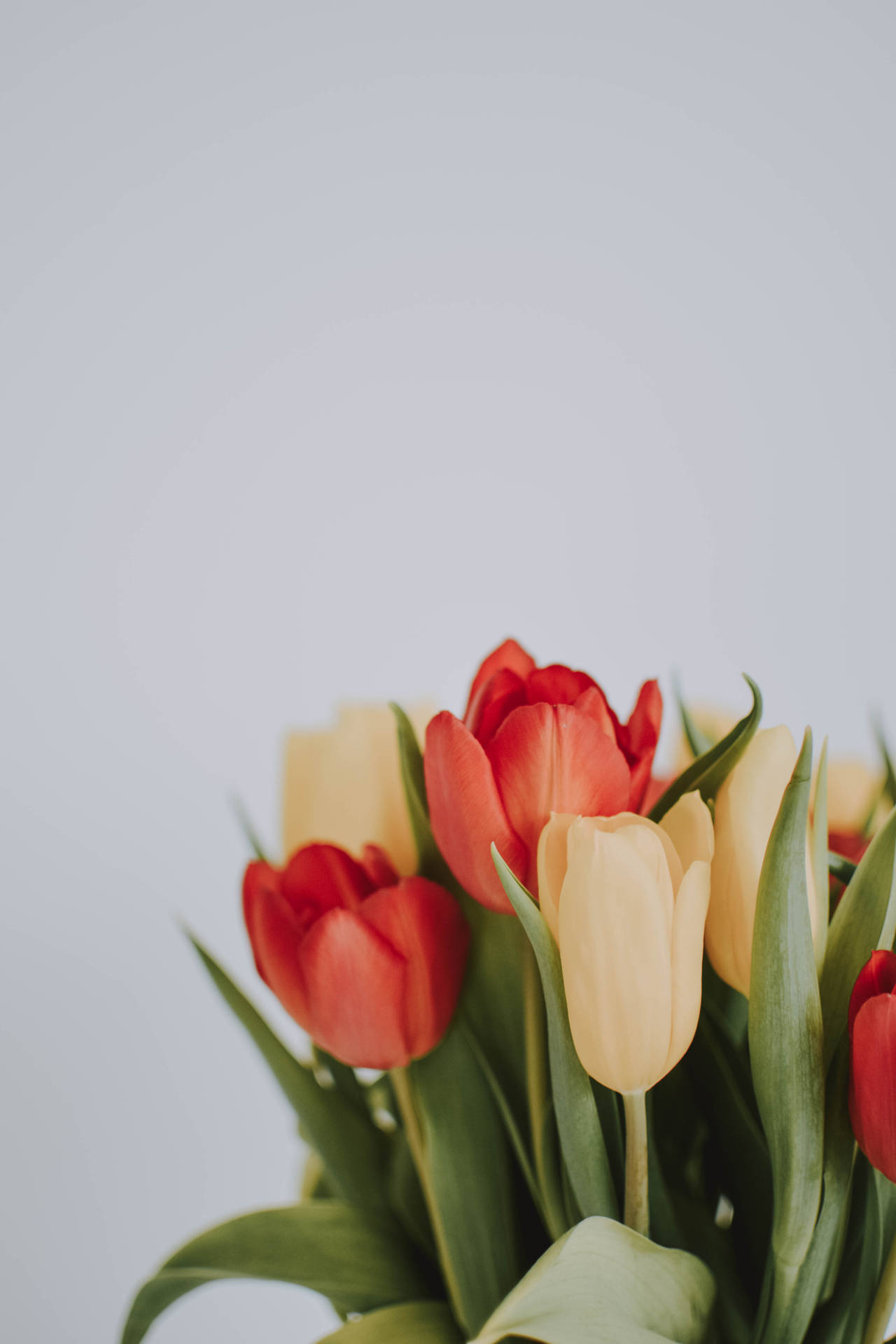 1280x1920 Aesthetic Lovely Tulips Wallpaper, Phone