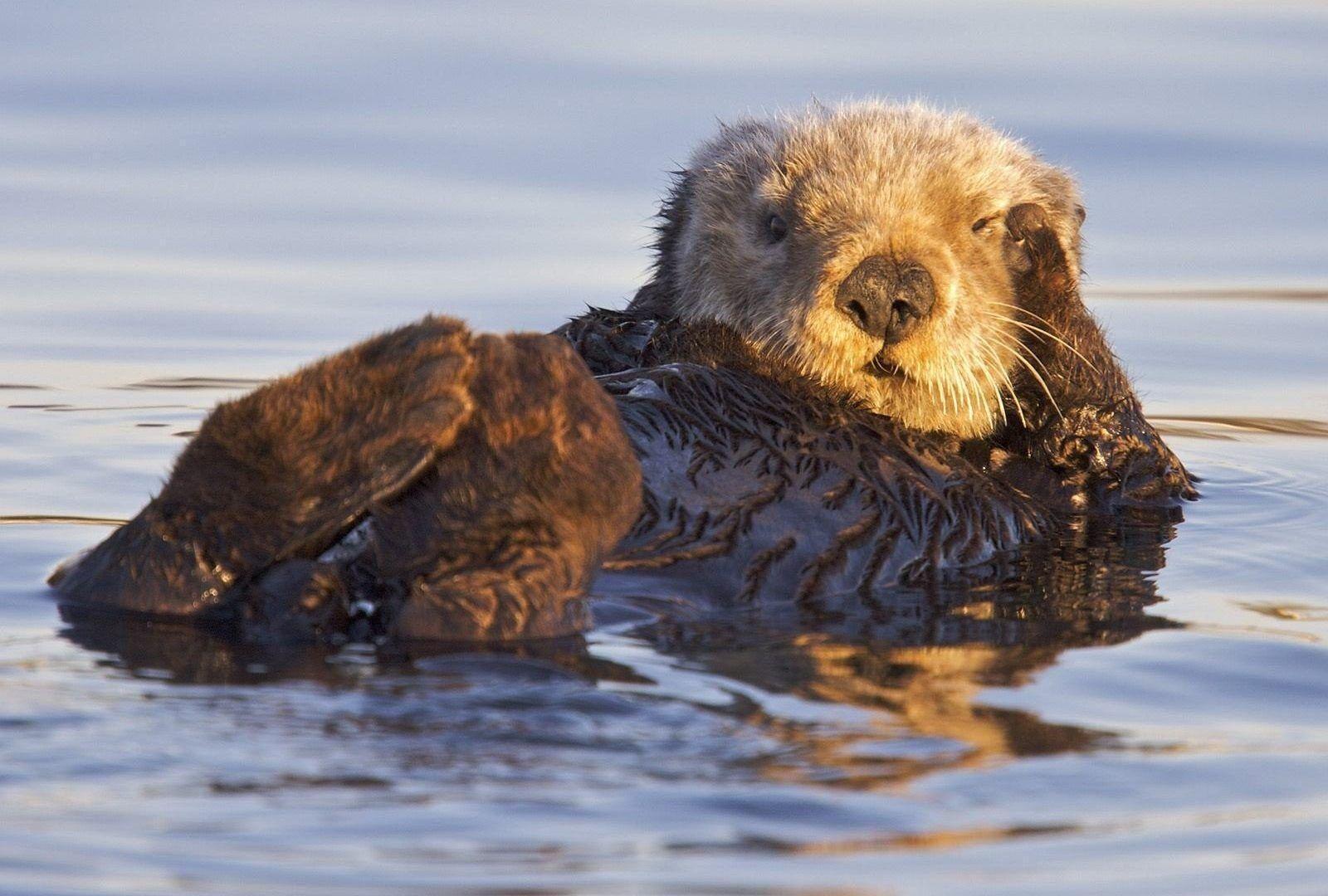 1600x1080 Animals: Sanctuary Corps California Marines Bay Otters Monterey, Desktop