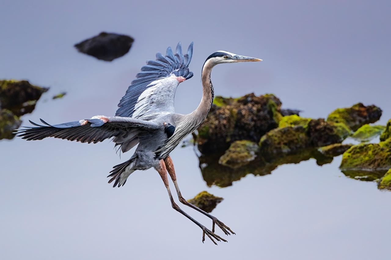 1280x860 Photo Birds herons Wings Great Blue Heron Water animal, Desktop