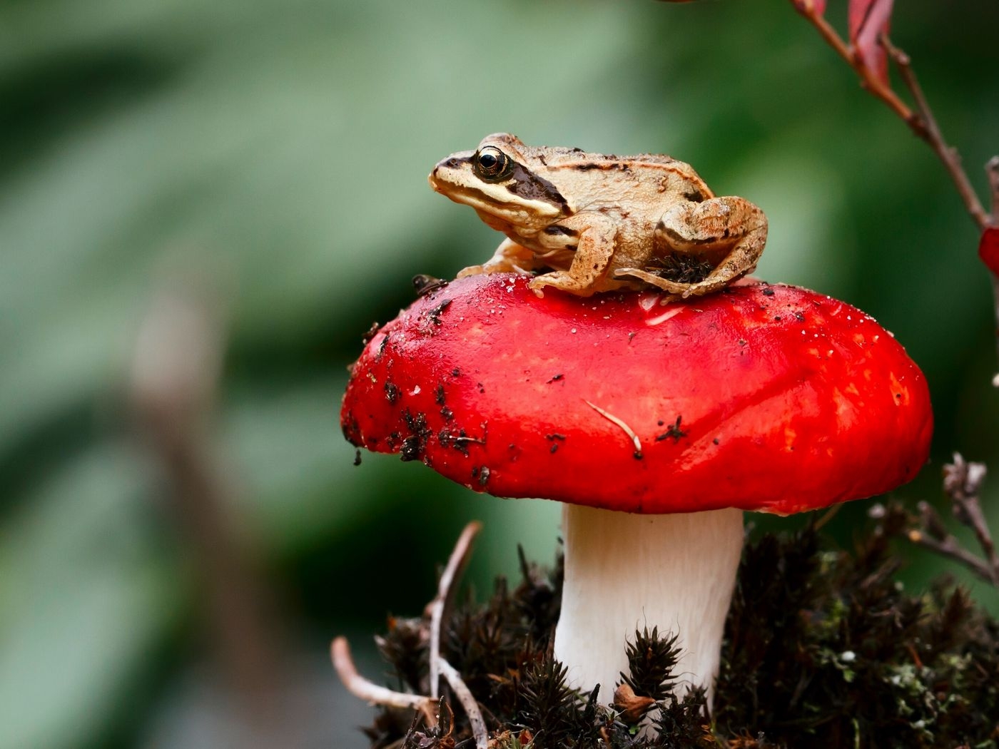 1400x1050 Download Wallpaper  Frog, Mushroom, Toadstool, Sit, Close Up Standard 4:3 HD Background, Desktop